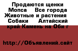 Продаются щенки Мопса. - Все города Животные и растения » Собаки   . Алтайский край,Камень-на-Оби г.